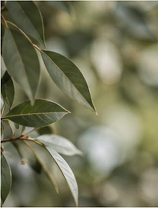 Soft botanical imagery